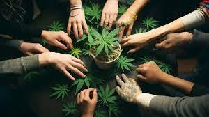 Cannabis Business Social Networks: Unlocking Opportunities in the Growing Industry